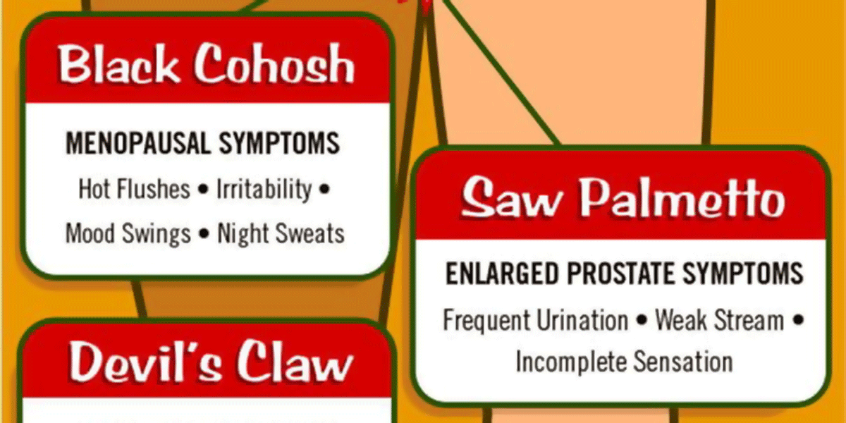 Herbal Medicines Infographic F