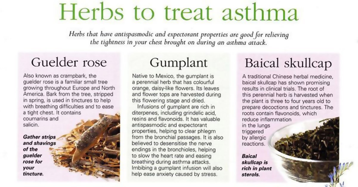 Herbs To Treat Asthma Infographic F