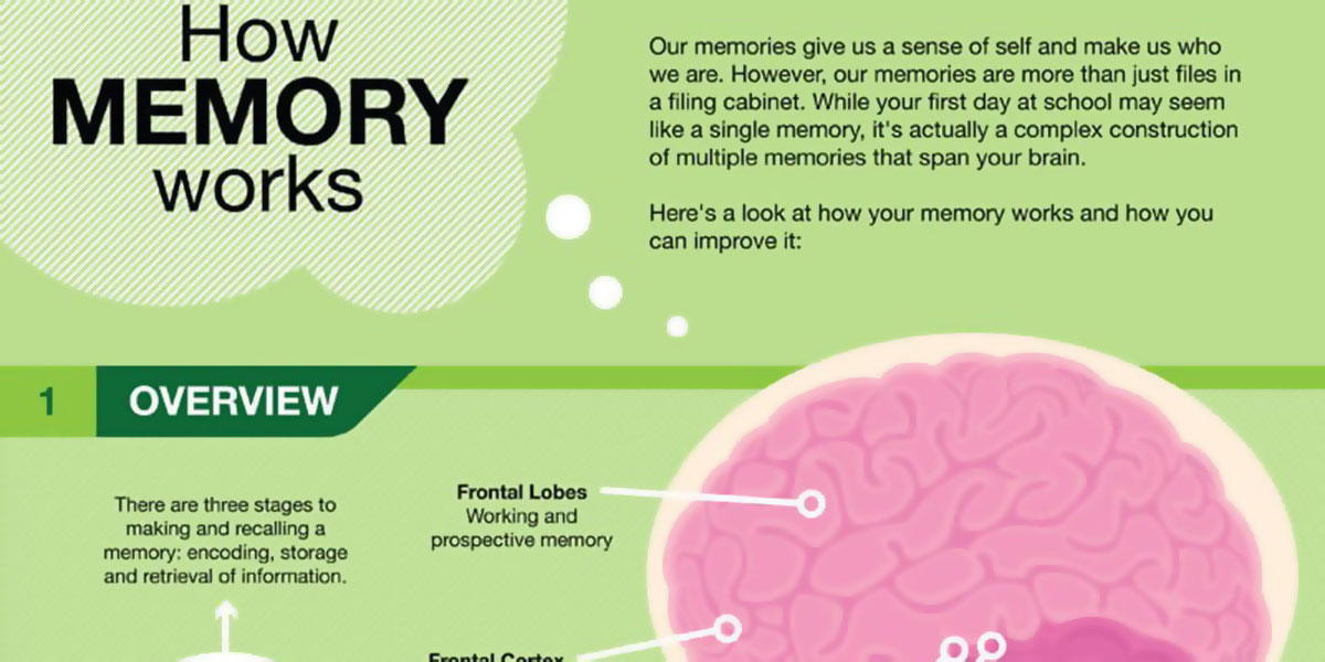 Memory Training Helps to Increase Brain Activity in the Hippocampus