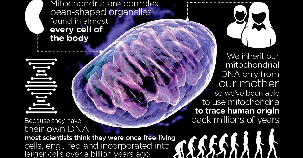 Mitochondria Infographic