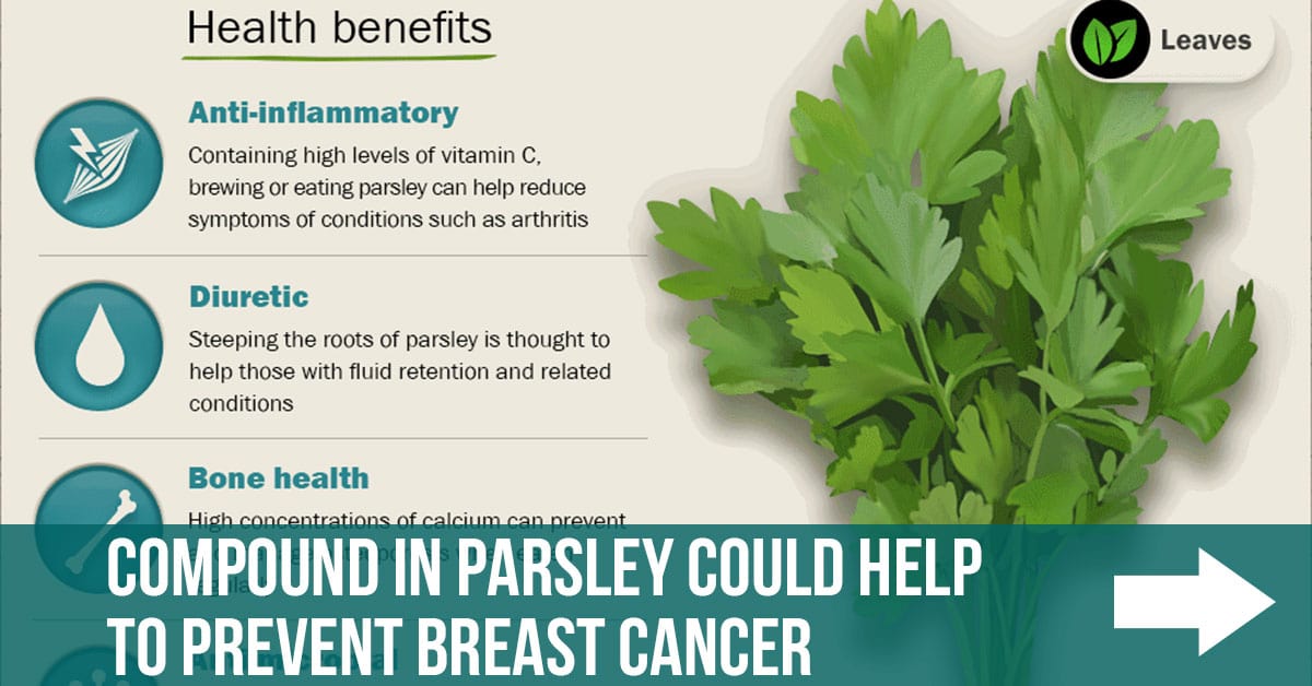 Compound in Parsley Can Help to Prevent Breast Cancer